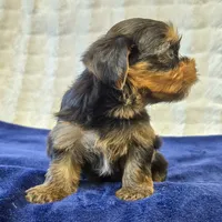 3939, a male Yorkshire Terrier for sale in Donna, TX – 8 of 10