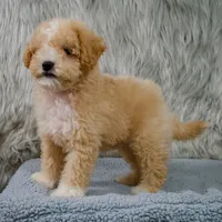 Leo  Micro-Mini, a male Miniature Goldendoodle for sale in Donna, TX – 7 of 10