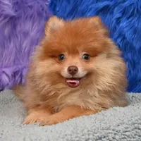 Teddy, a male Pomeranian for sale in Donna, TX – 5 of 9