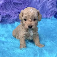 Hunter , a male Poodle - Miniature  for sale in Donna, TX – 10 of 10