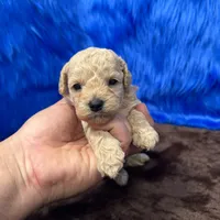 processed/f00ba38b-8c1c-4a8b-a7bd-5e2bdb4d7c39/listing/9379b3ad-c482-47c5-8f8b-1f99ef36fecc/012175ba-96f4-4841-9c77-0e053d4c4e2d