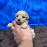 processed/f00ba38b-8c1c-4a8b-a7bd-5e2bdb4d7c39/listing/9379b3ad-c482-47c5-8f8b-1f99ef36fecc/1aae4635-946b-4df2-875b-ff22a86f2fab