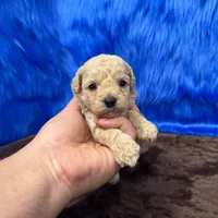 processed/f00ba38b-8c1c-4a8b-a7bd-5e2bdb4d7c39/listing/9379b3ad-c482-47c5-8f8b-1f99ef36fecc/2e21ca1e-a992-4a99-b54a-5412159a8167