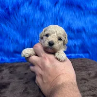 processed/f00ba38b-8c1c-4a8b-a7bd-5e2bdb4d7c39/listing/9379b3ad-c482-47c5-8f8b-1f99ef36fecc/76bc3dfd-175f-4d75-bc7d-781f4fe1e783