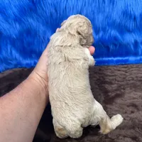 processed/f00ba38b-8c1c-4a8b-a7bd-5e2bdb4d7c39/listing/9379b3ad-c482-47c5-8f8b-1f99ef36fecc/8ced6f88-0d80-43a5-886a-92c928ff342d