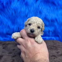 processed/f00ba38b-8c1c-4a8b-a7bd-5e2bdb4d7c39/listing/9379b3ad-c482-47c5-8f8b-1f99ef36fecc/96499f3f-8eec-4788-b755-4fc532c278d5