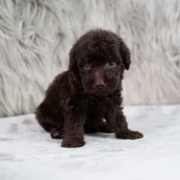 Athena , a female Poodle - Miniature  for sale in Donna, TX – 7 of 7