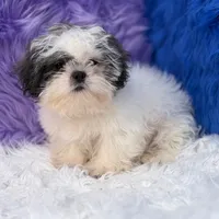 Charlie, a male Mal Shi for sale in Donna, TX – 10 of 10