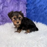 John - 7 day return guarantees, a male Yorkshire Terrier for sale in Donna, TX – 3 of 10
