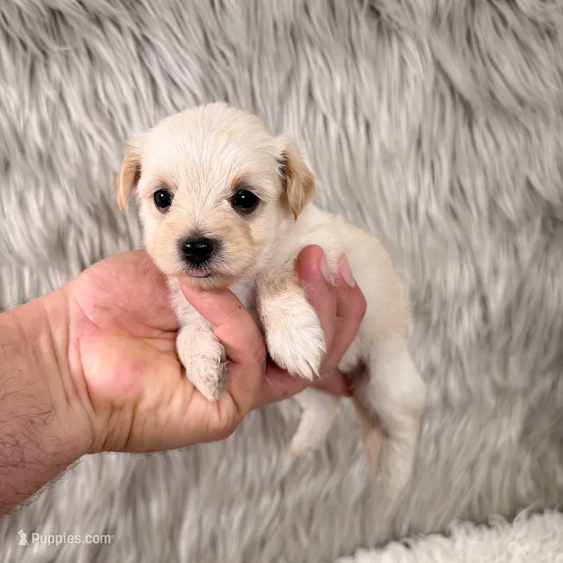 Luna – Maltipoo puppy for sale in Donna, TX