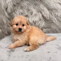 Zeus , a male Pomapoo for sale in Donna, TX – Photo 7 of 8