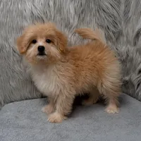 Zeus , a male Maltipoo and Pomapoo for sale in Donna, TX – Photo 9 of 10