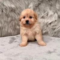 Zeus , a male Pomapoo for sale in Donna, TX – Photo 6 of 8