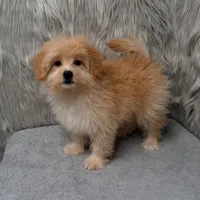 Zeus , a male Maltipoo and Pomapoo for sale in Donna, TX – Photo 6 of 10