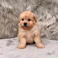 Zeus , a male Pomapoo for sale in Donna, TX – Photo 5 of 8