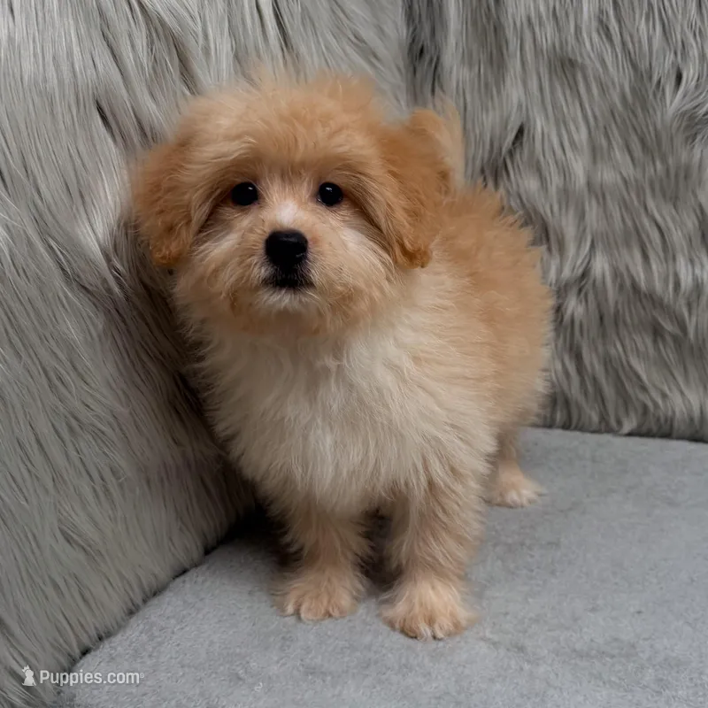 Zeus  – Maltipoo, Pomapoo puppy for sale in Donna, TX