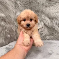 Zeus , a male Pomapoo for sale in Donna, TX – Photo 2 of 8