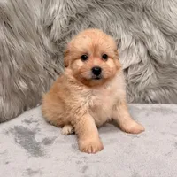 Zeus , a male Pomapoo for sale in Donna, TX – Photo 3 of 8