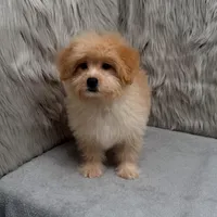 Zeus , a male Maltipoo and Pomapoo for sale in Donna, TX – Photo 8 of 10