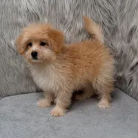 Zeus , a male Maltipoo and Pomapoo for sale in Donna, TX – Photo 3 of 10