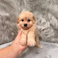 Zeus , a male Pomapoo for sale in Donna, TX – Photo 4 of 8