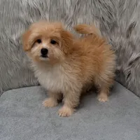 Zeus , a male Maltipoo and Pomapoo for sale in Donna, TX – Photo 7 of 10