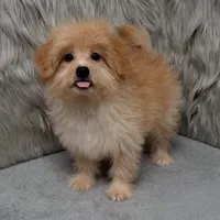 Zeus , a male Maltipoo and Pomapoo for sale in Donna, TX – Photo 2 of 10