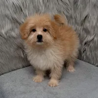 Zeus , a male Maltipoo and Pomapoo for sale in Donna, TX – Photo 4 of 10