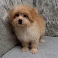 Zeus , a male Maltipoo and Pomapoo for sale in Donna, TX – Photo 10 of 10