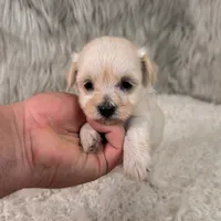 Chloe, a female Maltipoo for sale in Donna, TX – 4 of 5