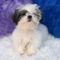 Charlie, a male Mal Shi for sale in Donna, TX – 2 of 10