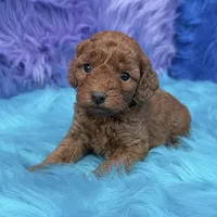 karina, a female Poodle - Miniature  for sale in Donna, TX – 3 of 10