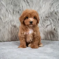 Blue , a male Maltipoo for sale in Donna, TX – 2 of 7