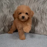 Lily  Micro-Mini, a female Miniature Goldendoodle for sale in Donna, TX – 3 of 6