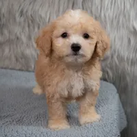 Archie  Micro-Mini, a male Miniature Goldendoodle for sale in Donna, TX – 2 of 7