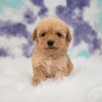 Harley , a male Maltipoo for sale in Donna, TX – 2 of 5