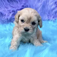 Hazel , a female Cavapoo for sale in Donna, TX – 3 of 8