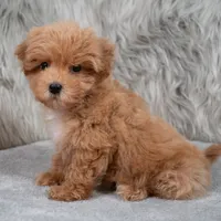Bailey , a female Maltipoo for sale in Donna, TX – 6 of 7