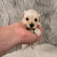 Willow, a female Maltipoo for sale in Donna, TX – 5 of 5