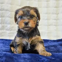 John , a male Yorkshire Terrier for sale in Donna, TX – 4 of 10