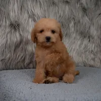 Abby Micro-Mini, a female Miniature Goldendoodle for sale in Donna, TX – 4 of 7