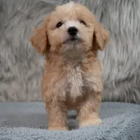 Archie  Micro-Mini, a male Miniature Goldendoodle for sale in Donna, TX – 6 of 7