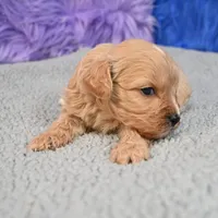 Bentley - 7 day return guarantees, a male Cavapoo for sale in Donna, TX – 9 of 10