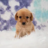 Layla , a female Maltipoo for sale in Donna, TX – 5 of 5