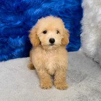 Max, a male Miniature Goldendoodle for sale in Donna, TX – 4 of 7