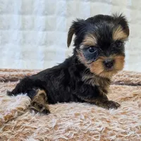 Angel , a female Yorkshire Terrier for sale in Donna, TX – 4 of 10