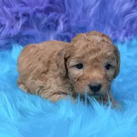 Oliver , a male Poodle - Miniature  for sale in Donna, TX – 8 of 9