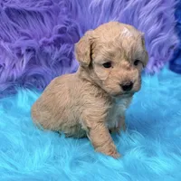 Hunter , a male Poodle - Miniature  for sale in Donna, TX – 3 of 10