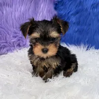 Angel - 7 day return guarantees, a female Yorkshire Terrier for sale in Donna, TX – 5 of 10