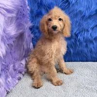 Dexter - 7 day return guarantees, a male Cockapoo for sale in Donna, TX – 6 of 9